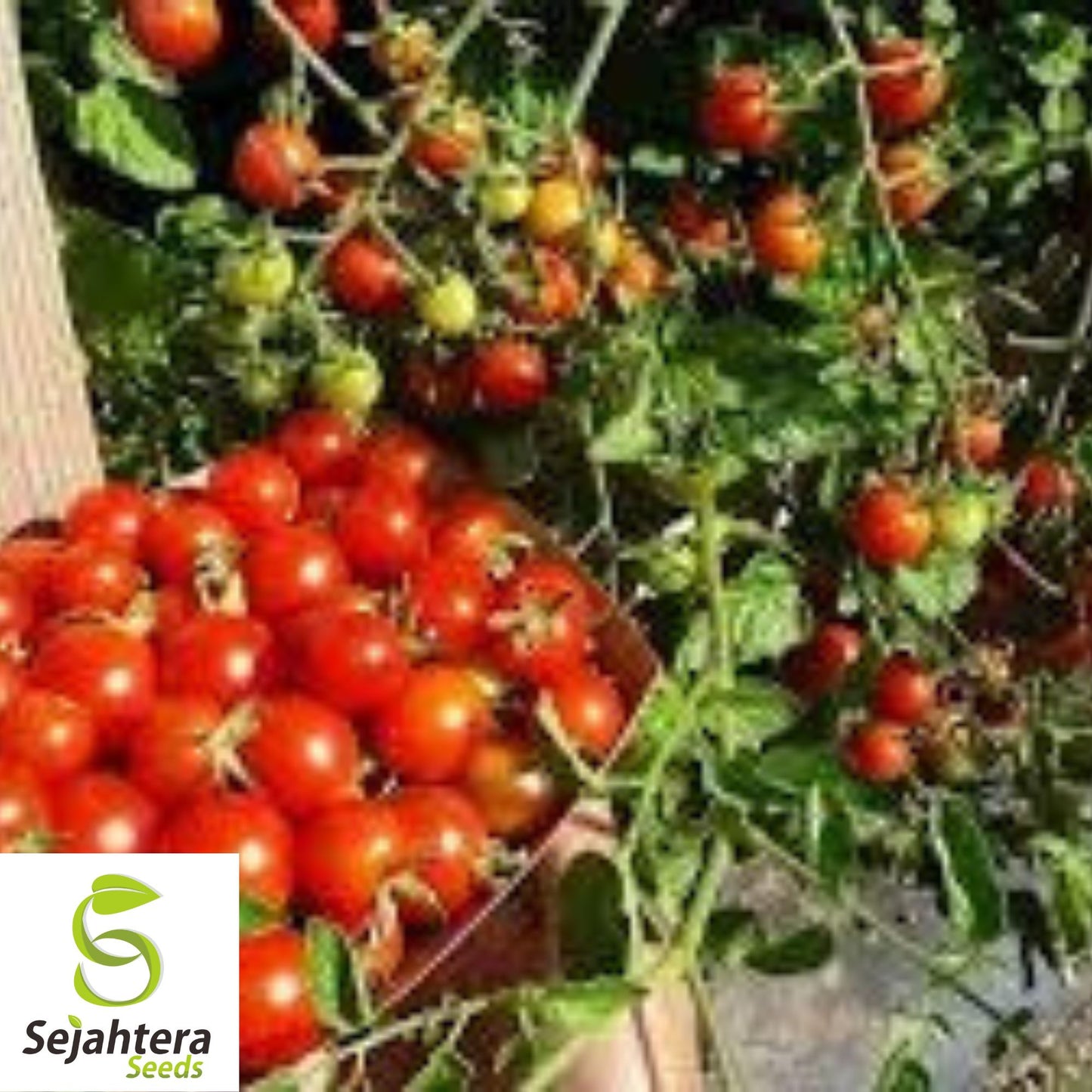 Super Sweet 100 Cherry Tomato Seeds - 30+ Organic Heirloom - Non-GMO & Fresh