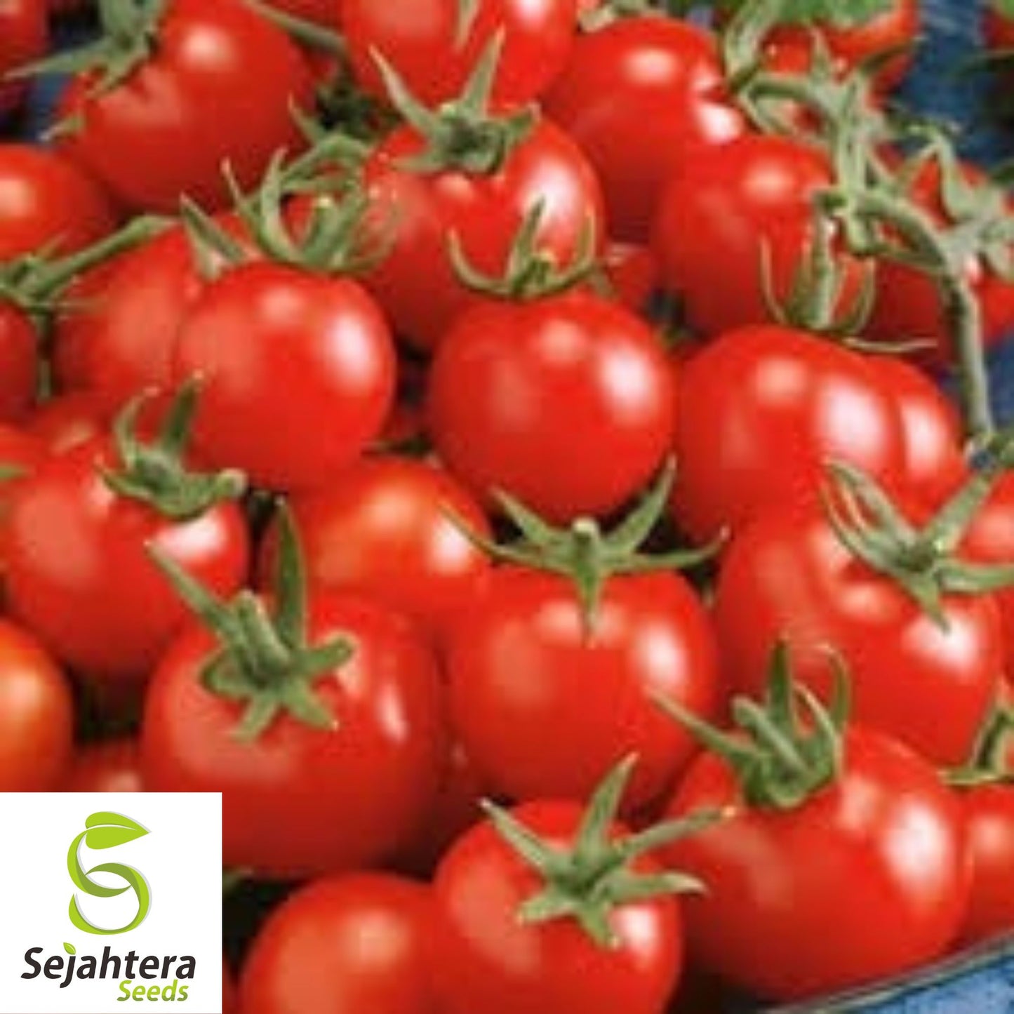 100 Homestead Tomato Seeds - Heirloom, Non-GMO, Heat-Tolerant Variety