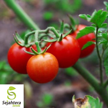 Super Sweet 100 Cherry Tomato Seeds - 30+ Organic Heirloom - Non-GMO & Fresh