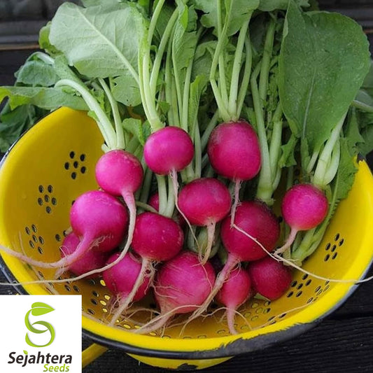 100+ Purple Plum Radish Seeds – Heirloom, Organic, Non-GMO, Crisp & Mildly Sweet