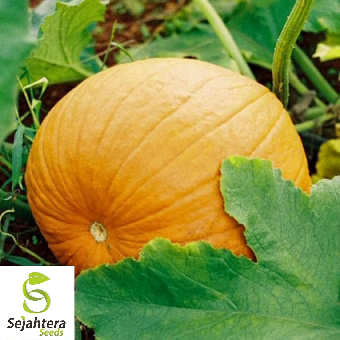 Yellow of Paris Pumpkin Seeds 5 Ct | Giant Vegetable for Gardens