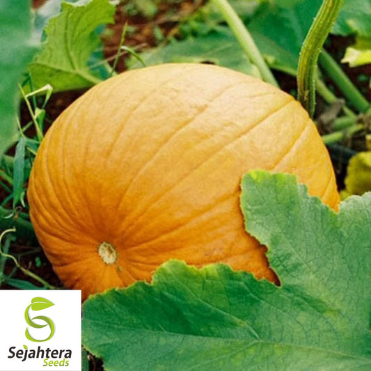 Yellow of Paris Pumpkin Seeds 5 Ct | Giant Vegetable for Gardens