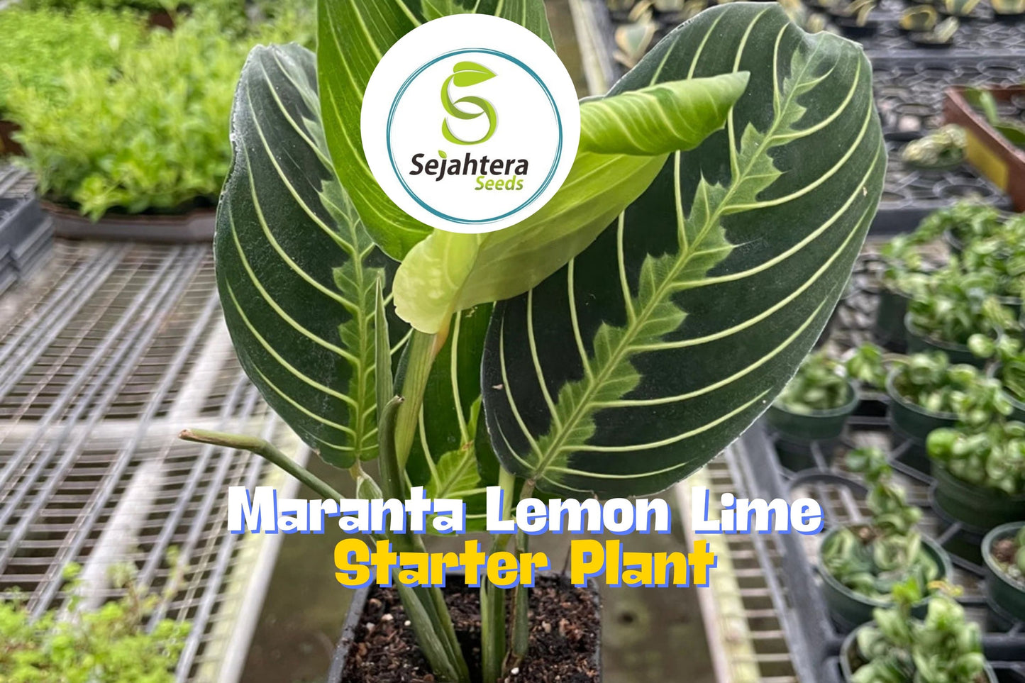 Maranta Lemon Lime Prayer Plant | Maranta Leuconeura 'Marisela' in 3" Pot