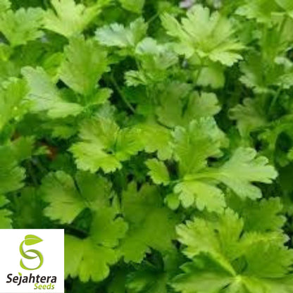 Giant of Italy Parsley Seeds 500+ | Leaf Herb Garden NON-GMO USA