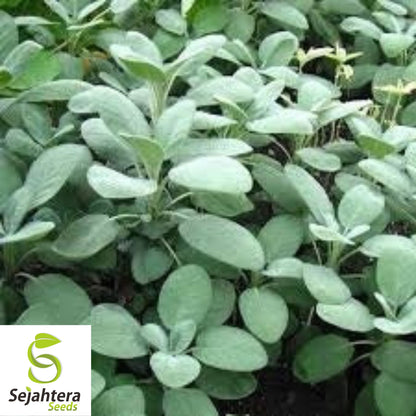 50 Italian Sage Seeds - Non-GMO, Aromatic Perennial Herb for Culinary & Garden