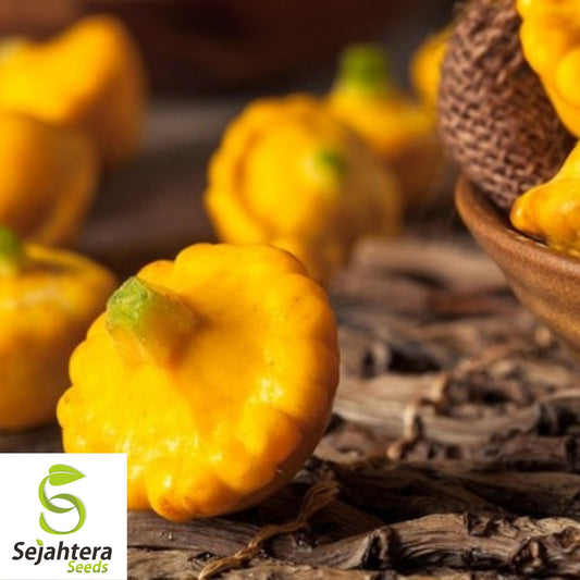 50 Early Yellow Bush "Patty Pan" Squash Seeds | Scallop Vegetable Seeds