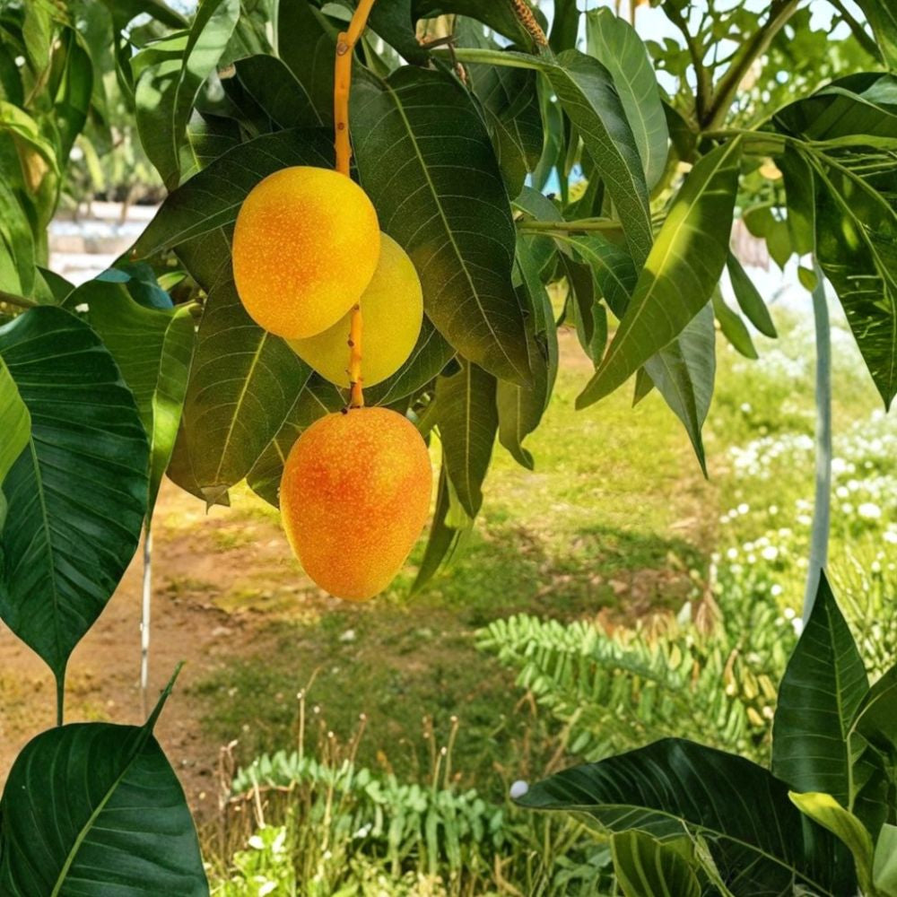 Alphonso Mango Tree – Mangifera indica Live Seedling | 9–12 Inches Tall | Organically Grown  Sweet Exotic Variety | Tropical Fruit Starter | Backyard Friendly