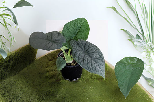 Alocasia Melo Plant - 6" Live Tropical Houseplant (Alocasia) - Ideal for Home Decor and Plant Enthusiasts