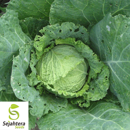 Savoy Cabbage Seeds 300+ | Heirloom NON-GMO Vegetable Garden USA