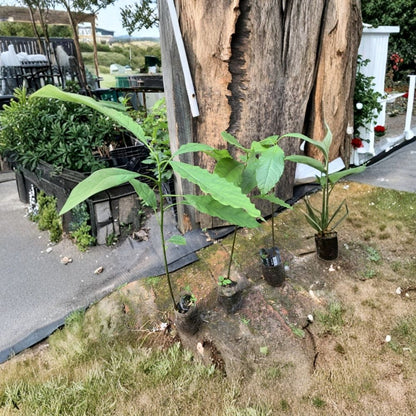 Hass Avocado Seedling – Persea americana Live Plant | 1 Year Old | 14–20 Inches Tall  Non-Grafted | Grown in Container | Ready for Transplant