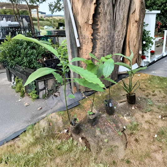 Hass Avocado Seedling – Persea americana Live Plant | 1 Year Old | 14–20 Inches Tall  Non-Grafted | Grown in Container | Ready for Transplant