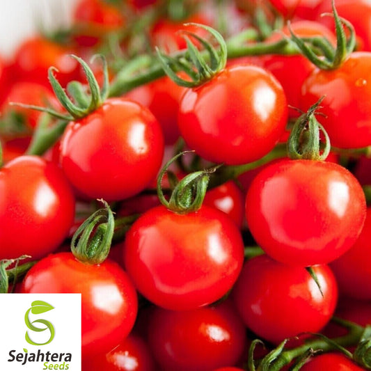 100+ Sugar Bomb Cherry Tomato Seeds - Heirloom, Organic, Non-GMO, Super Sweet