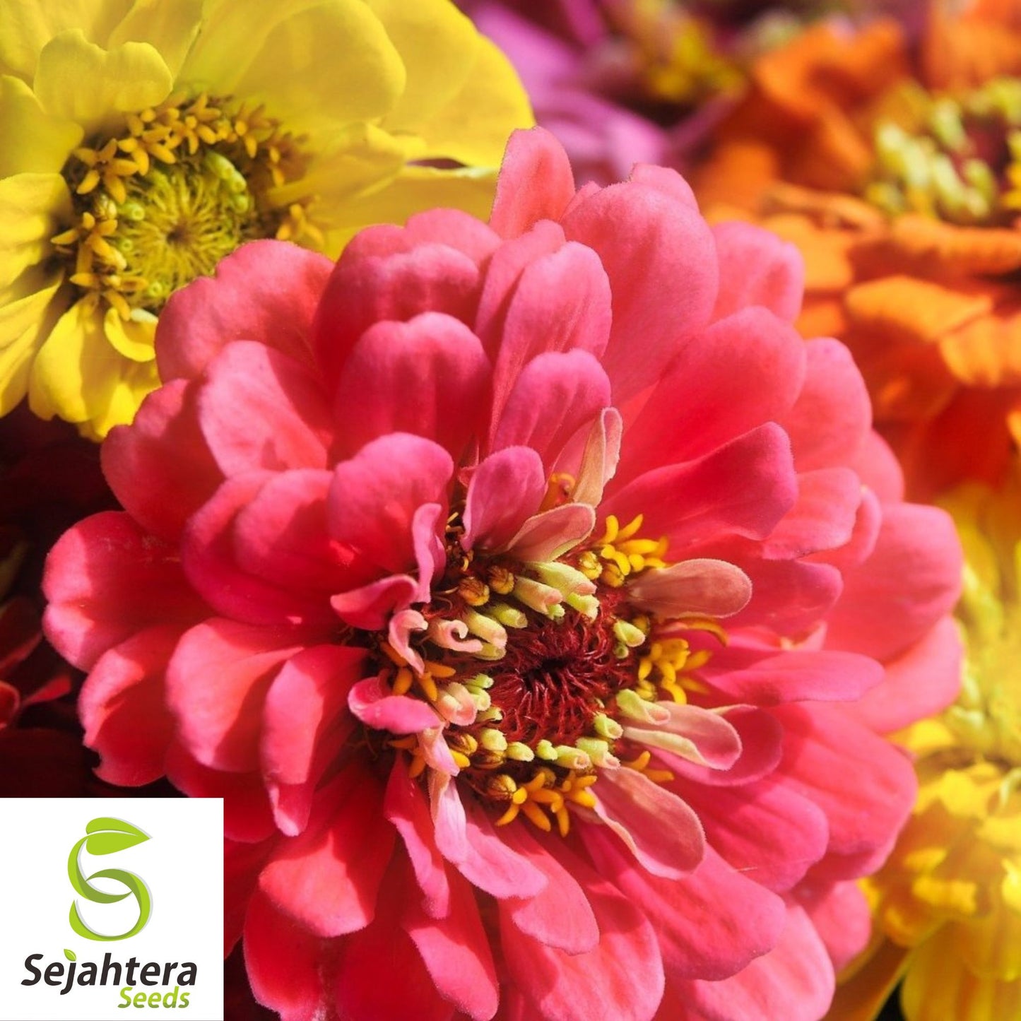 California Giant Zinnia Seeds - 400+ Heirloom, Mixed Colors & Pollinator-Friendly