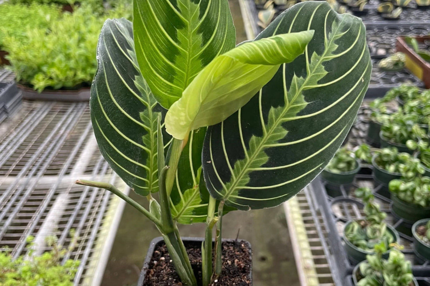 Maranta Lemon Lime Prayer Plant | Maranta Leuconeura 'Marisela' in 3" Pot