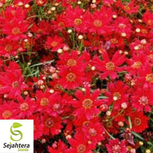 1,000+ Coreopsis Red Dwarf Seeds - Coreopsis Tinctoria, Wildflower, Pollinator