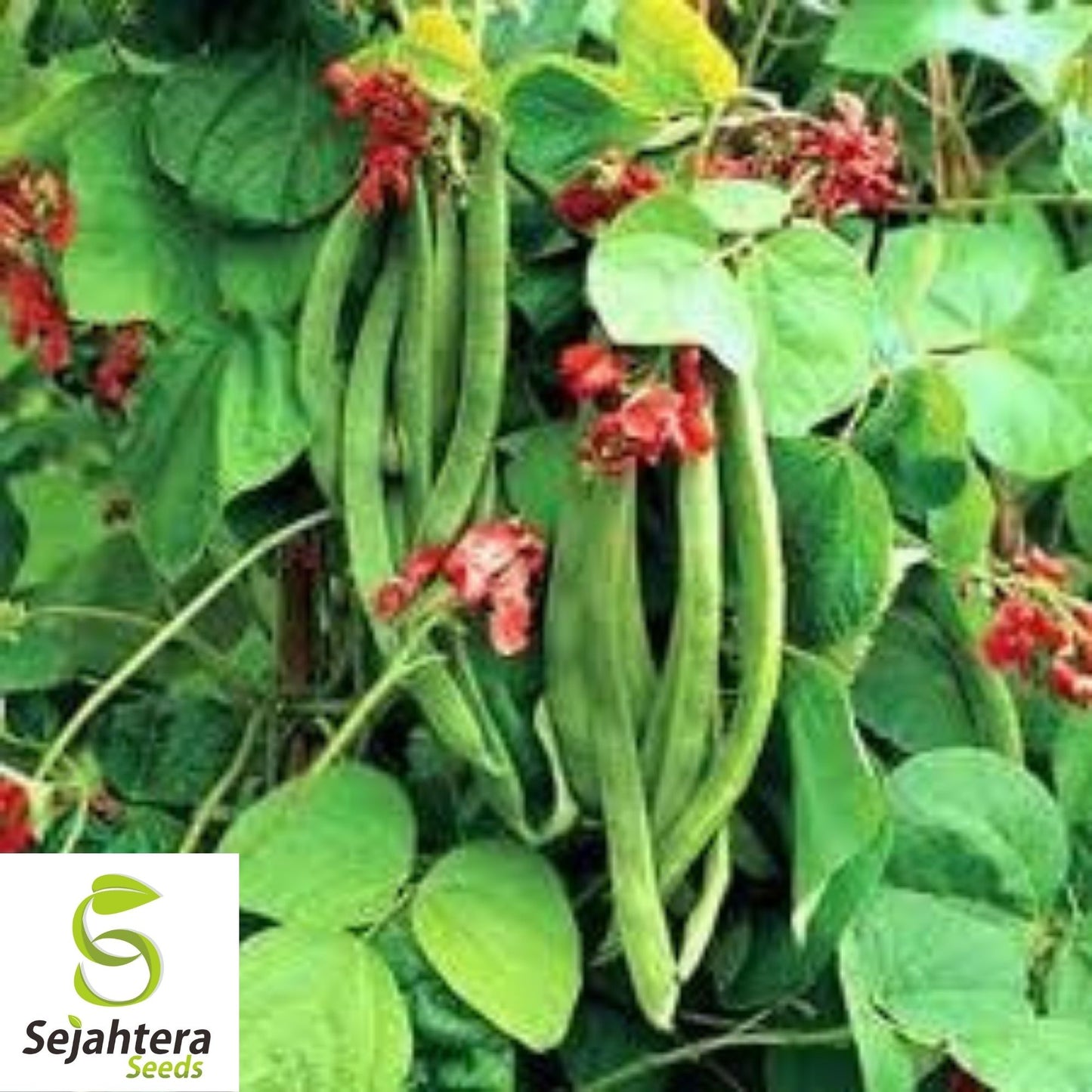 Scarlet Runner Bean Seeds 20 Ct | Edible Ornamental Pole Heirloom NON-GMO USA