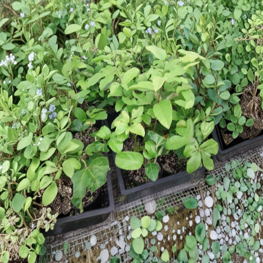 Yellow Passion Fruit – Passiflora edulis (Yellow Variety) Live Starter Vine | 4–8 Inches Tall | Includes 3" Pot  Tropical Climbing Vine | Fast Growing | Edible & Ornamental