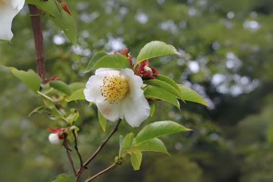 Beaked Stewartia Chinese Upright Stewartia (Stewartia rostrata)