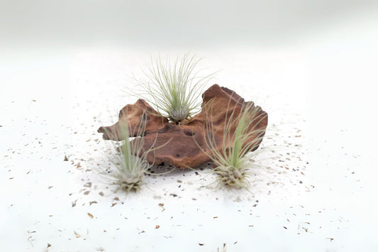 Tillandsia Argenee Air Plant - Unique Tillandsia Variety - Perfect for Home Decor - Air Purifying Indoor Plant