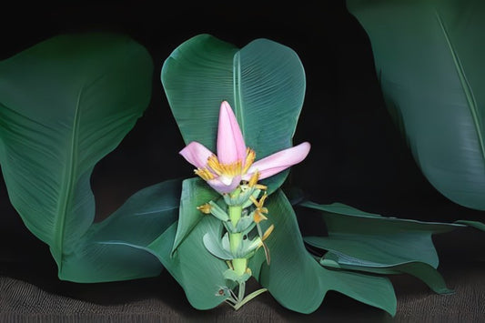 Ornamental Banana Rhizome - Musa Ornata - Pink Banana Flower - Ideal for Tropical Landscaping - Container Grown