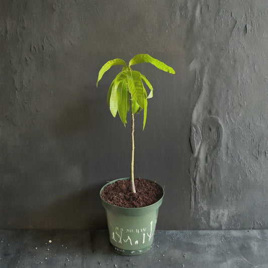 Florida Mango Tree – Mangifera indica Live Seedling | 8 Inches Tall | Rooted Plant  Tropical Fruit Starter | Compact & Hardy | Grown in Florida