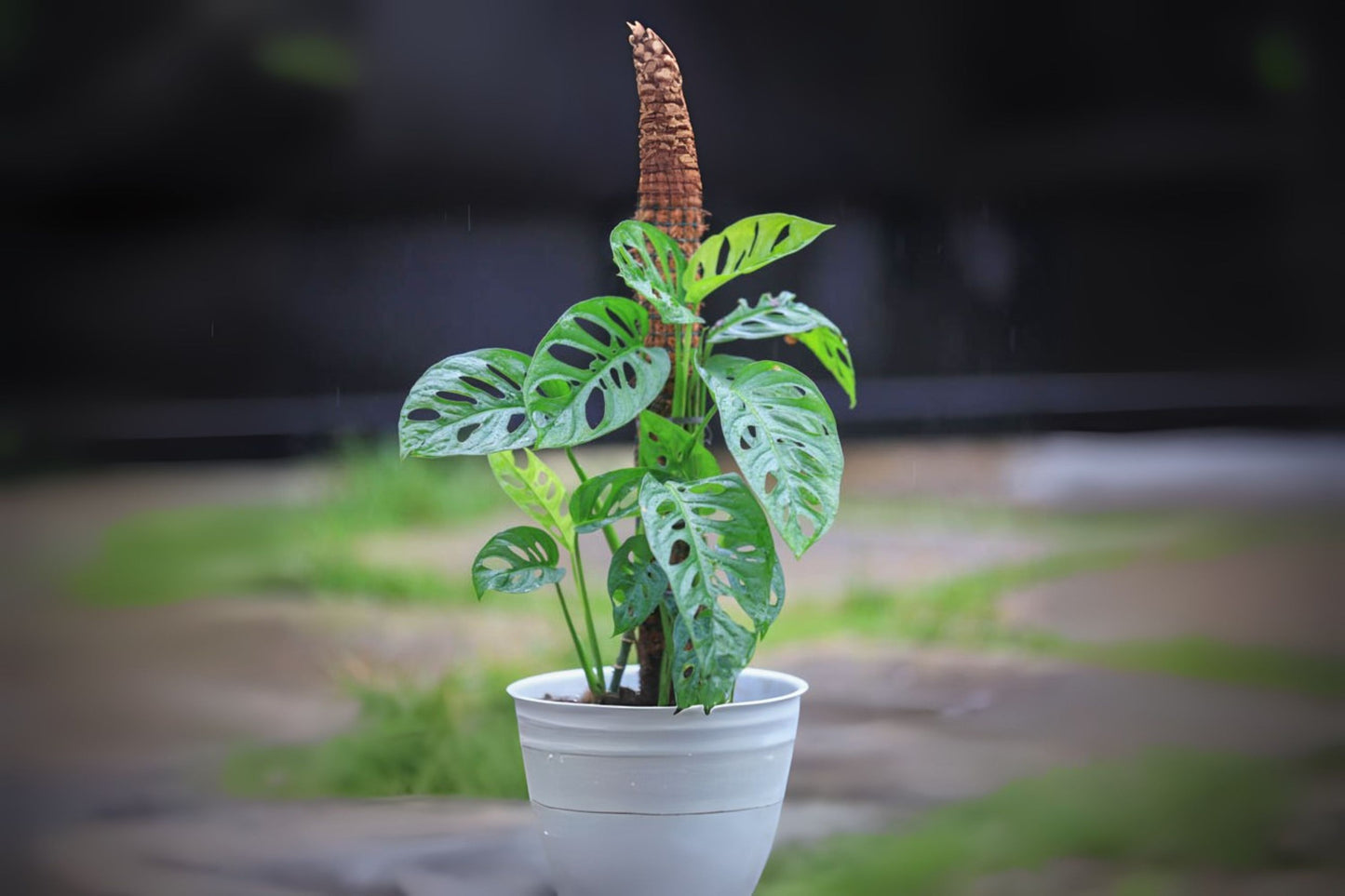 Monstera Adansonii Plant 6in Hanging Basket | Swiss Cheese Houseplant | Rare Narrow Leaf Variety | Monstera Adansonii