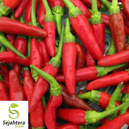 20 Birdseye Pepper Seeds - Non-GMO, Extra Spicy & Compact Variety