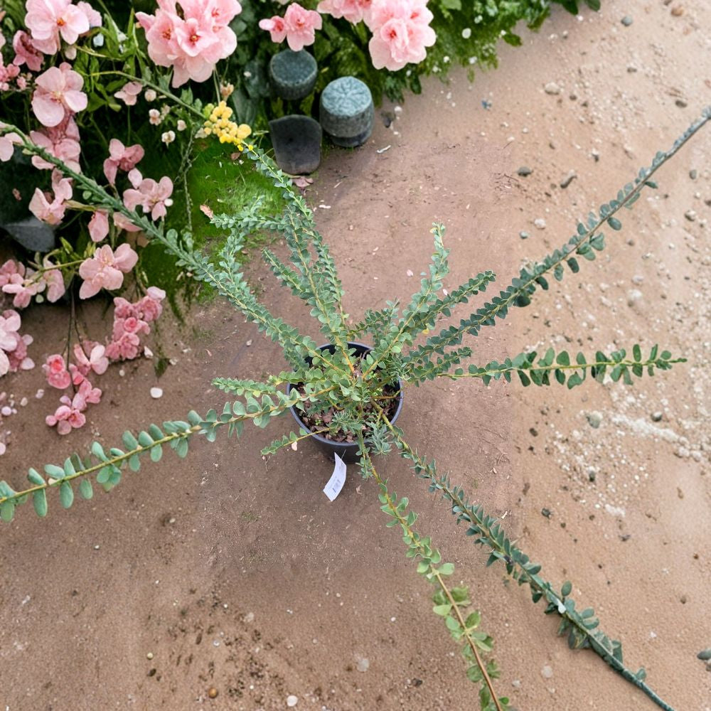 Acacia Cultriformis – Acacia cultriformis Live Plant | 1 Foot Tall | Includes 1 Gallon Nursery Pot  Knife-Leaf Wattle | Silver Blue Foliage | Drought Tolerant Ornamental