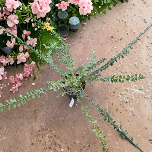 Acacia Cultriformis – Acacia cultriformis Live Plant | 1 Foot Tall | Includes 1 Gallon Nursery Pot  Knife-Leaf Wattle | Silver Blue Foliage | Drought Tolerant Ornamental