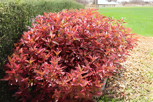 Live Alternanthera Plant | Multicolor Foliage Ground Cover | Alternanthera spp. | Ideal for Gardens & Landscaping