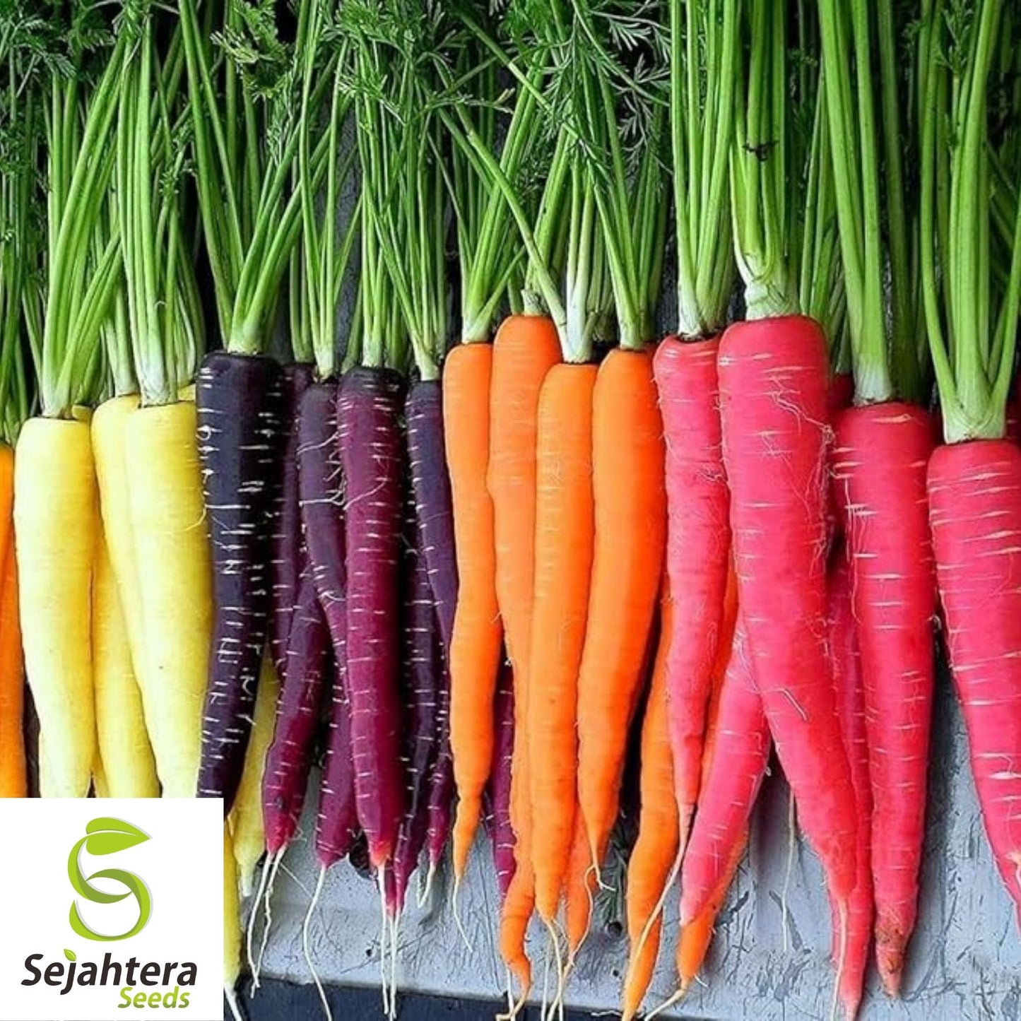 Rainbow Blend Carrot Seeds 500+ | Vegetable Garden Mixture NON-GMO USA