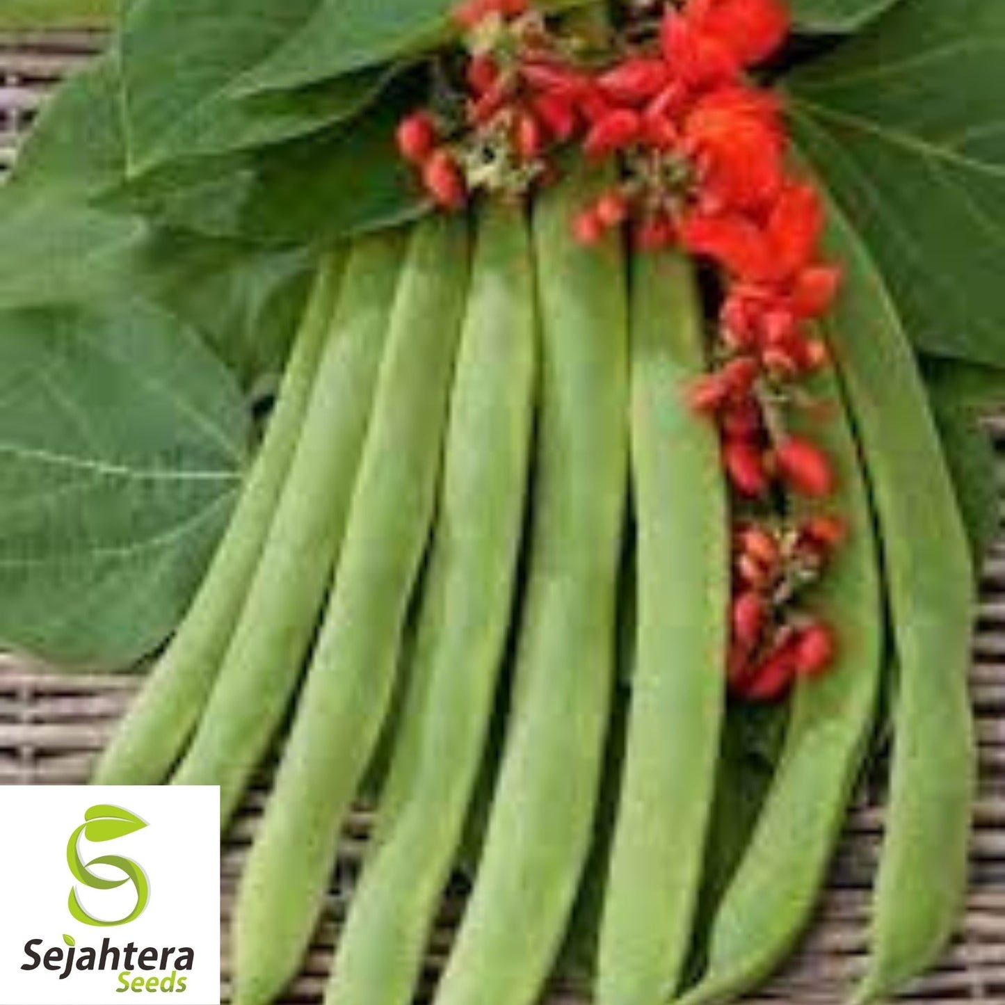 Scarlet Runner Bean Seeds 20 Ct | Edible Ornamental Pole Heirloom NON-GMO USA