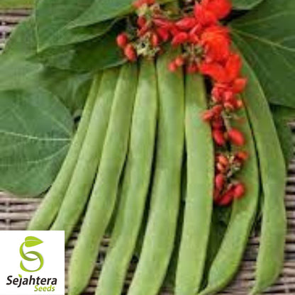 Scarlet Runner Bean Seeds 20 Ct | Edible Ornamental Pole Heirloom NON-GMO USA