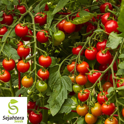 Super Sweet 100 Cherry Tomato Seeds - 30+ Organic Heirloom - Non-GMO & Fresh