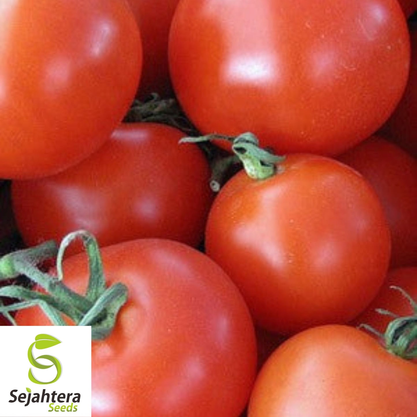 100 Homestead Tomato Seeds - Heirloom, Non-GMO, Heat-Tolerant Variety