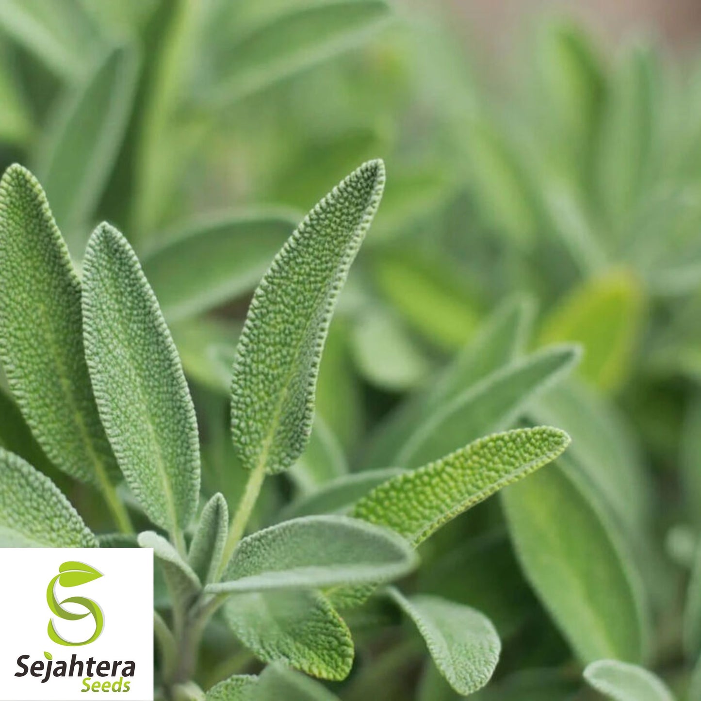50 Italian Sage Seeds - Non-GMO, Aromatic Perennial Herb for Culinary & Garden
