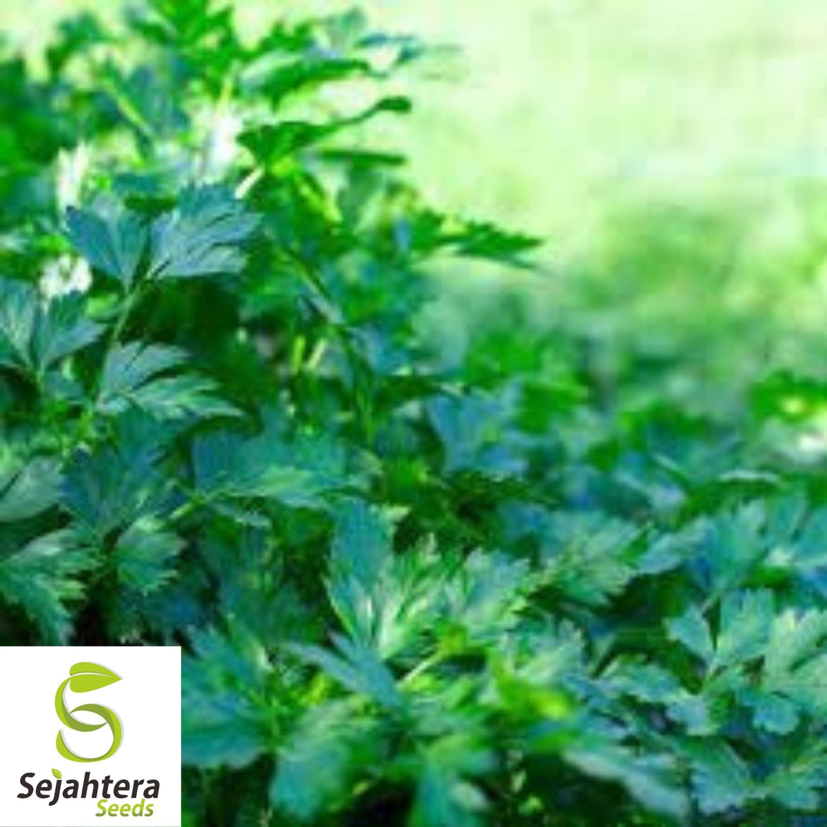 Giant of Italy Parsley Seeds 500+ | Leaf Herb Garden NON-GMO USA