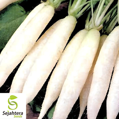 White Icicle Radish Seeds - 100+ Heirloom, Organic, Non-GMO & Rare