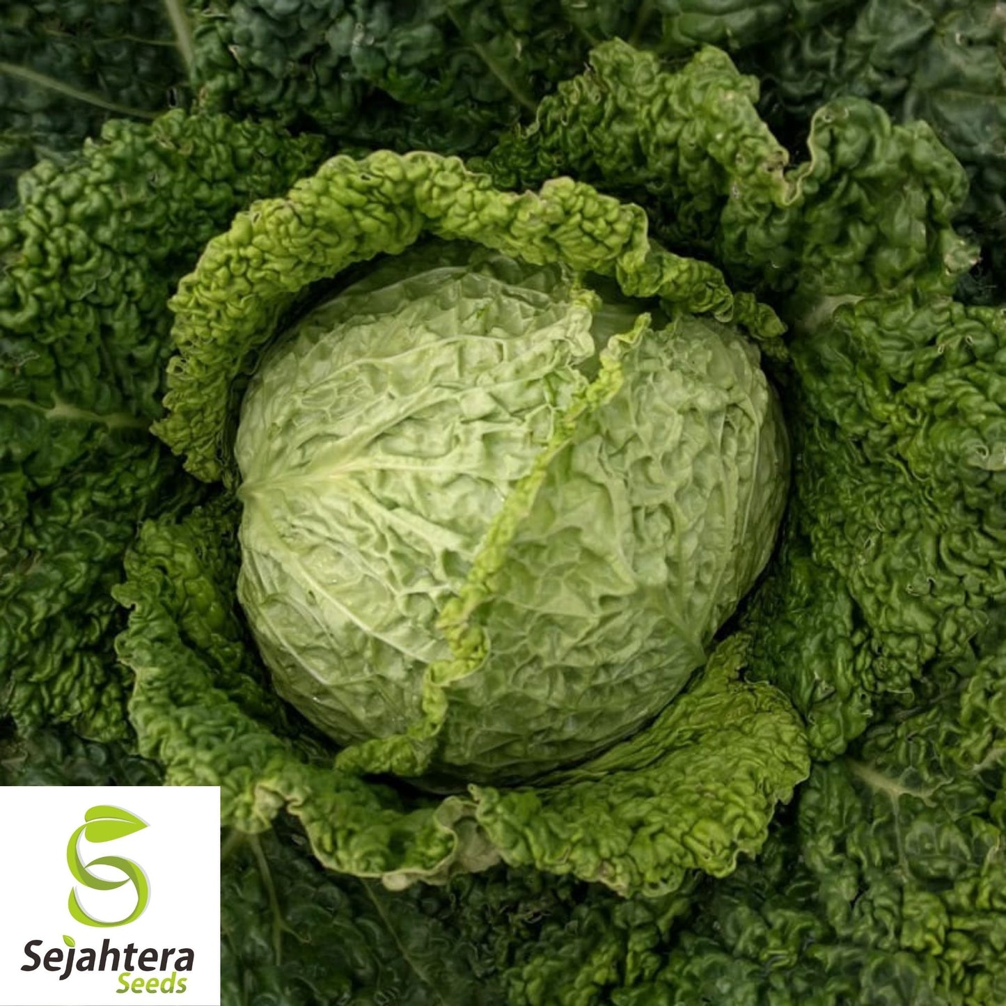 Savoy Cabbage Seeds 300+ | Heirloom NON-GMO Vegetable Garden USA