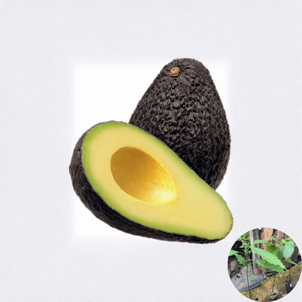 Hass Avocado Seedling – Persea americana Live Plant | 1 Year Old | 14–20 Inches Tall  Non-Grafted | Grown in Container | Ready for Transplant