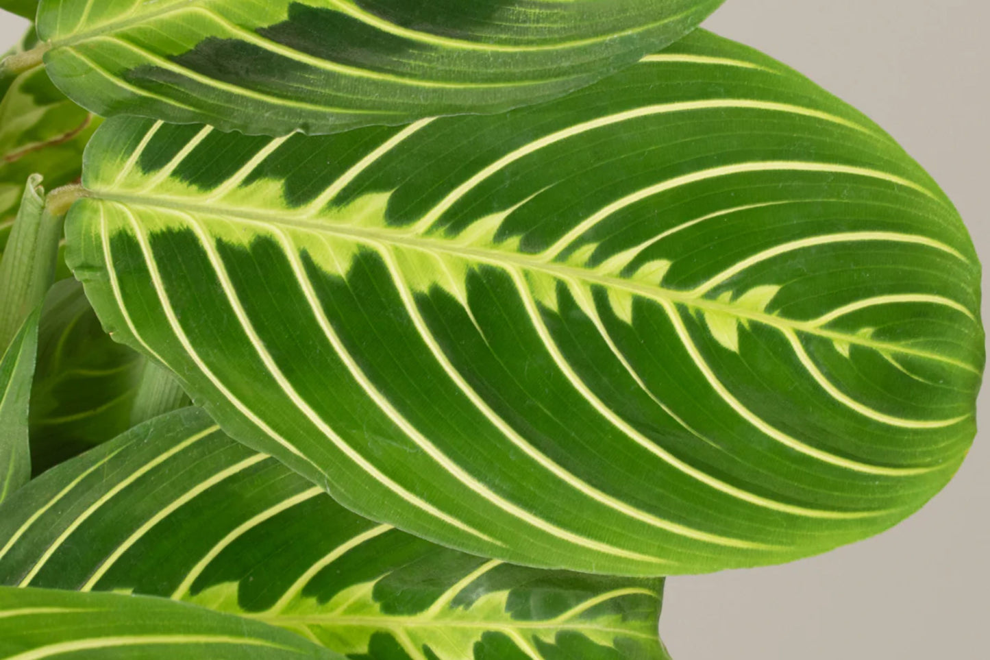 Maranta Lemon Lime Prayer Plant | Maranta Leuconeura 'Marisela' in 3" Pot