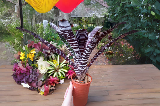 Aechmea Black Ghost 6" Pot - Tropical Bromeliad Plant - Aechmea 'Black Ghost' - Unique Indoor Houseplant Decor