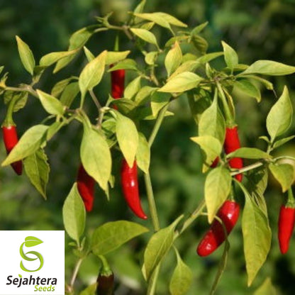 20 Birdseye Pepper Seeds - Non-GMO, Extra Spicy & Compact Variety