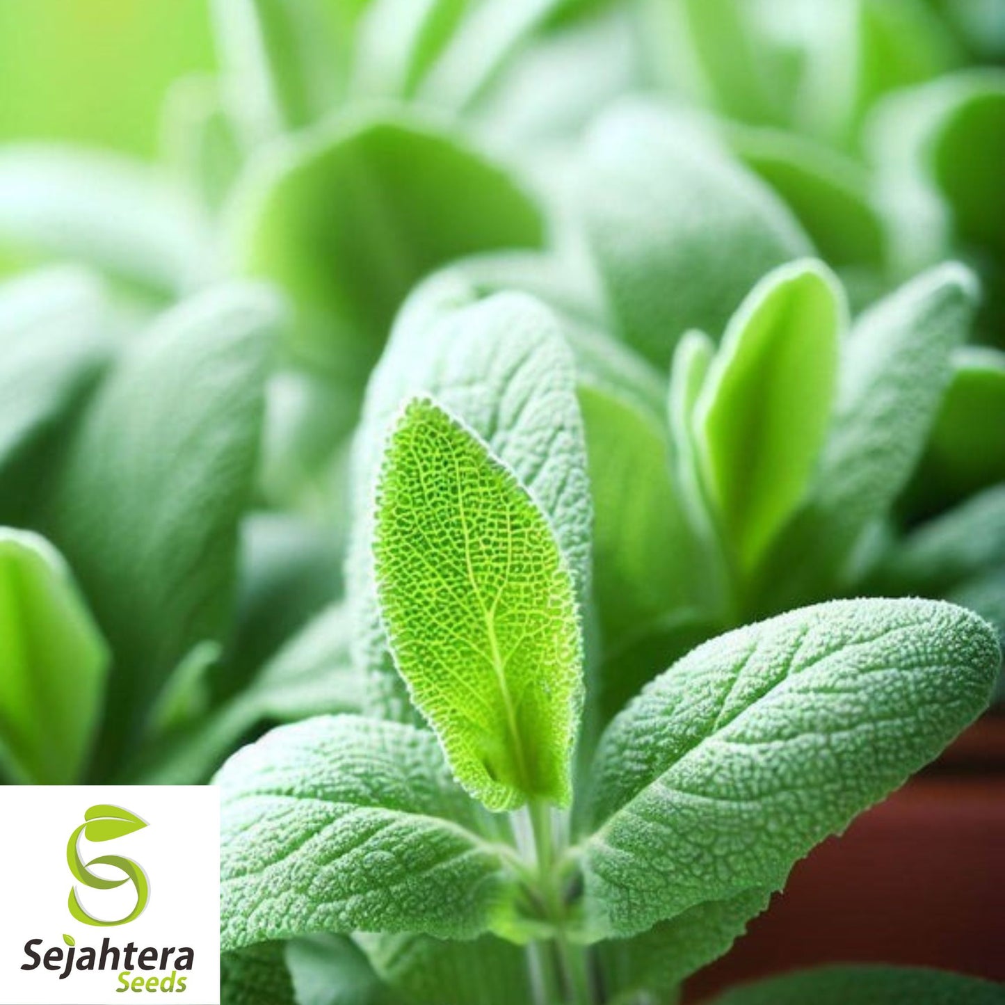 50 Italian Sage Seeds - Non-GMO, Aromatic Perennial Herb for Culinary & Garden