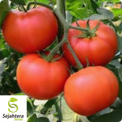 Mortgage Lifter Tomato Seeds - 120+ Organic Heirloom - Large & Juicy - Non-GMO