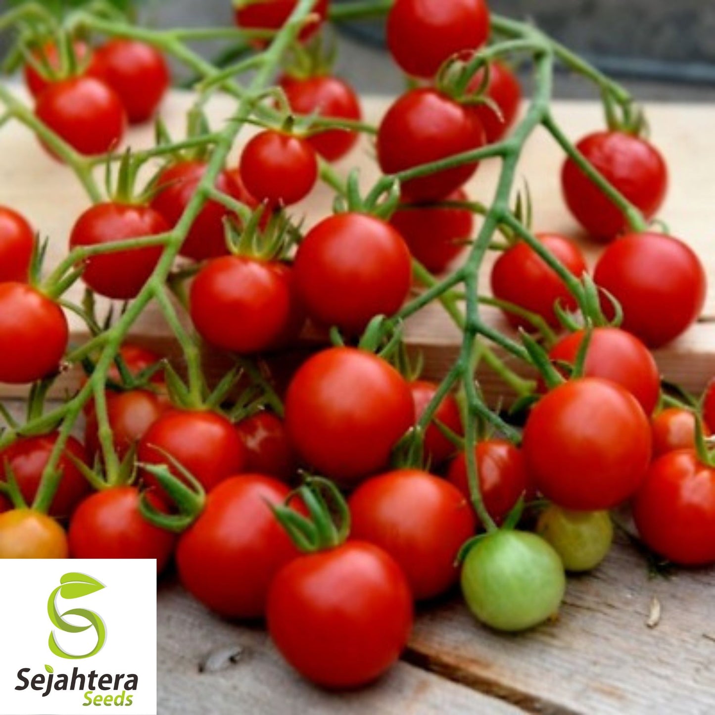 Super Sweet 100 Cherry Tomato Seeds - 30+ Organic Heirloom - Non-GMO & Fresh