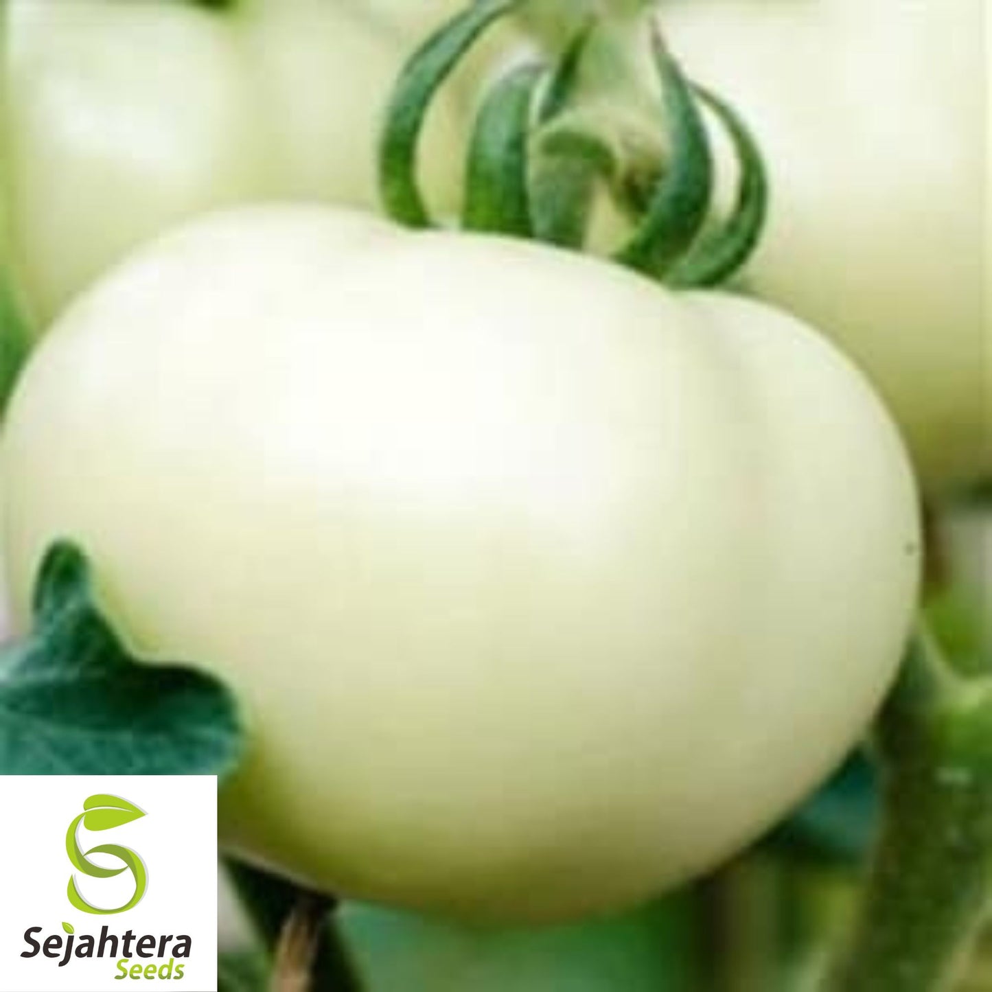 Great White Tomato Seeds - 10+ Heirloom, Organic, Non-GMO, Rare Beefsteak
