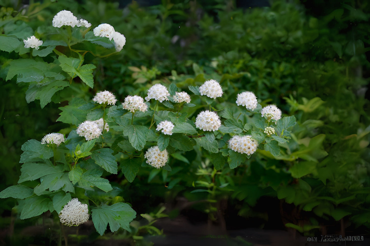 Atlantic Ninebark Common Eastern (Physocarpus opulifolius)