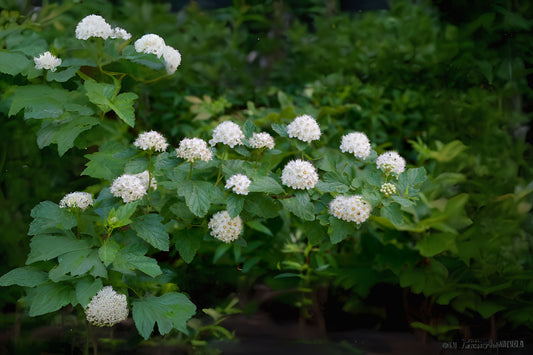 Atlantic Ninebark Common Eastern (Physocarpus opulifolius)