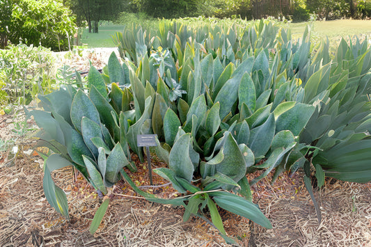 Whale Fin Snake Plant 6 in Pot - Dracaena masoniana - Large Sansevieria with Paddle Leaves - Air-Purifying Indoor Plant